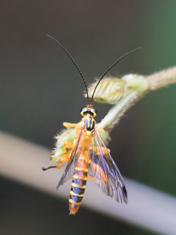 Ichneumon Wasp (Echthromorpha agrestoria) (Echthromorpha agrestoria)